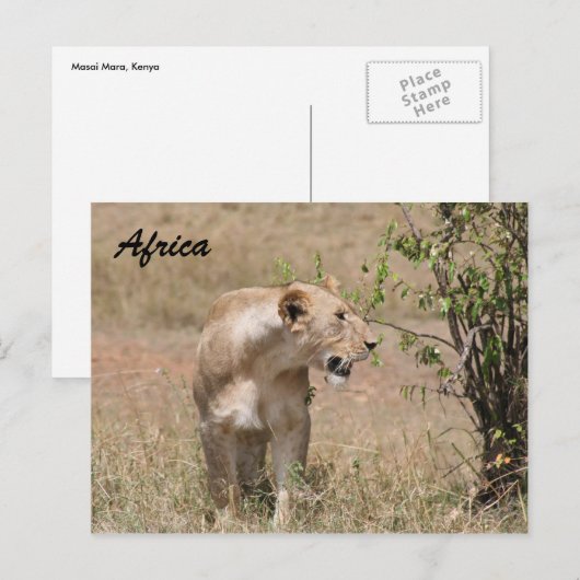 Löwenzahn Postkarte (Vorne/Hinten)