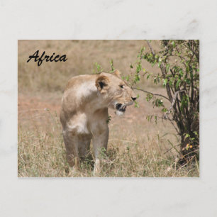 Löwenzahn Postkarte