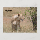 Löwenzahn Postkarte (Vorderseite)