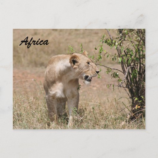 Löwenzahn Postkarte (Vorderseite)