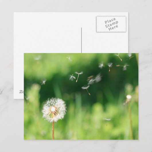 Löwenzahn Postkarte (Vorne/Hinten)