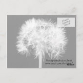 Löwenzahn-Postkarte Postkarte (Rückseite)
