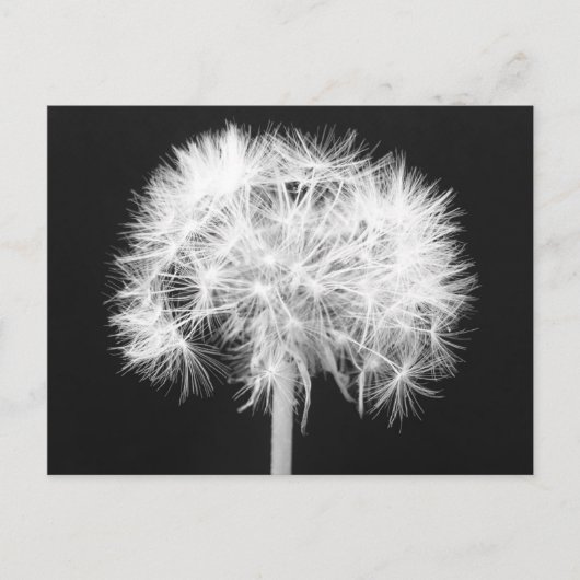 Löwenzahn-Postkarte Postkarte (Vorderseite)