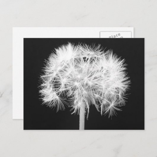 Löwenzahn-Postkarte Postkarte (Vorne/Hinten)