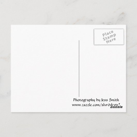 Löwenzahn-Postkarte Postkarte (Rückseite)