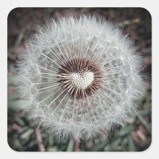 Löwenzahn Quadratischer Aufkleber (Vorderseite)
