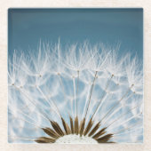 Löwenzahn-Samen Glasuntersetzer (Vorderseite)