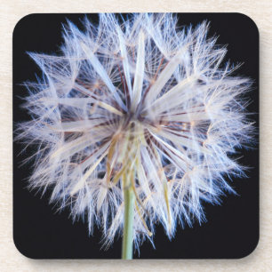 Löwenzahn (Taraxacum Officinale) Samenstand Getränkeuntersetzer