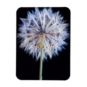 Löwenzahn (Taraxacum Officinale) Samenstand Magnet