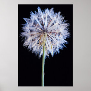 Löwenzahn (Taraxacum Officinale) Samenstand Poster