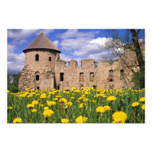 Löwenzahn umgibt Cesis Castle in Zentral Fotodruck