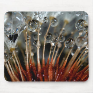 Löwenzahn und Wassertropfen, CA Mousepad