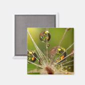 Löwenzahn und Wassertropfen Magnet (Vorderseite/Rückseite)