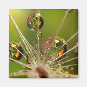 Löwenzahn und Wassertropfen Magnet