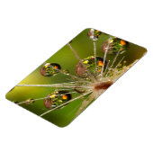Löwenzahn und Wassertropfen Magnet (Linke Seite)