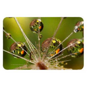 Löwenzahn und Wassertropfen Magnet