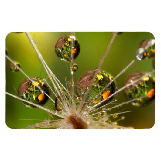 Löwenzahn und Wassertropfen Magnet (Horizontal)
