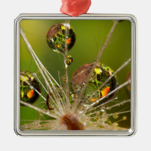 Löwenzahn und Wassertropfen Ornament Aus Metall