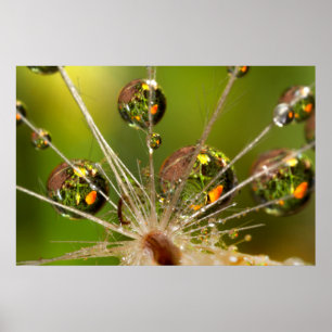Löwenzahn und Wassertropfen Poster