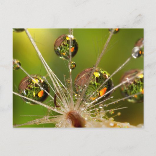 Löwenzahn und Wassertropfen Postkarte (Vorderseite)
