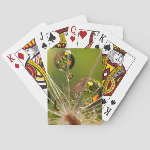 Löwenzahn und Wassertropfen Spielkarten