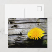 Löwenzahn Unkraut Postkarte (Vorne/Hinten)