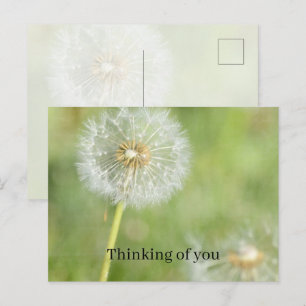 Löwenzahnblüte Ich denke an dich (meine Fotografie Postkarte