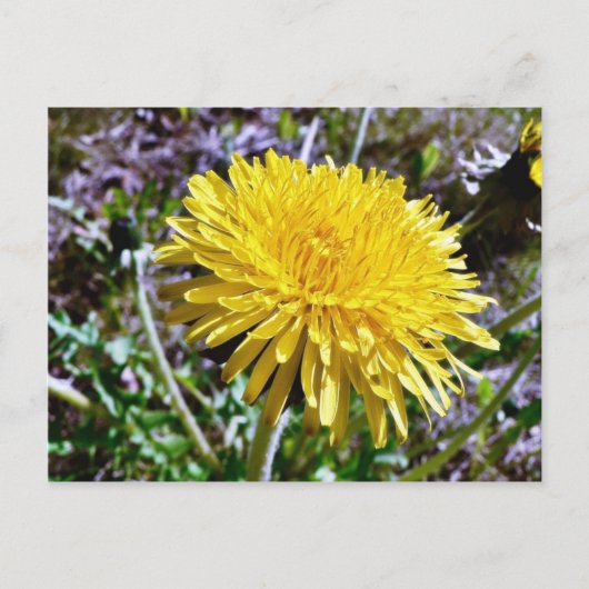 Löwenzahnblüte im Gras Postkarte (Vorderseite)
