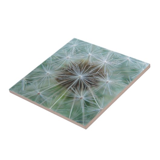 Löwenzahnmuster Fliese (Seite)