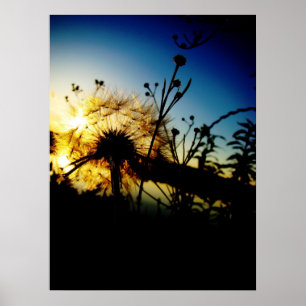 Löwenzahnplakat Poster