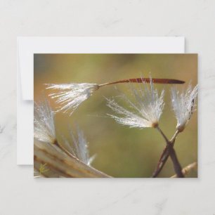 Löwenzahnsamen tragen einen Freund, Mitgefühl Postkarte