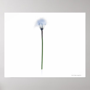 Löwenzahnstamm auf weißem Hintergrund Poster