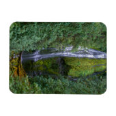 Lower Proxy Falls | Willamette National Forest Magnet (Horizontal)