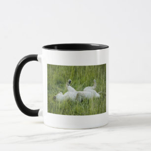Löwerollen im hohen Gras, Afrika Tasse
