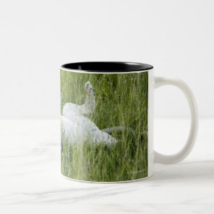Löwerollen im hohen Gras, Afrika Zweifarbige Tasse