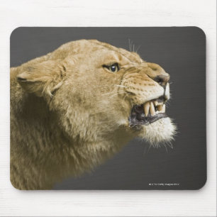 Löwin, die 2 brüllt mousepad