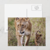 Löwin mit Jungtier Postkarte (Vorne/Hinten)