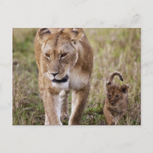Löwin mit Jungtier Postkarte (Vorderseite)