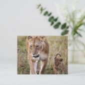 Löwin mit Jungtier Postkarte (Stehend Vorderseite)