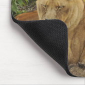 Löwin mousepad (Ecke)