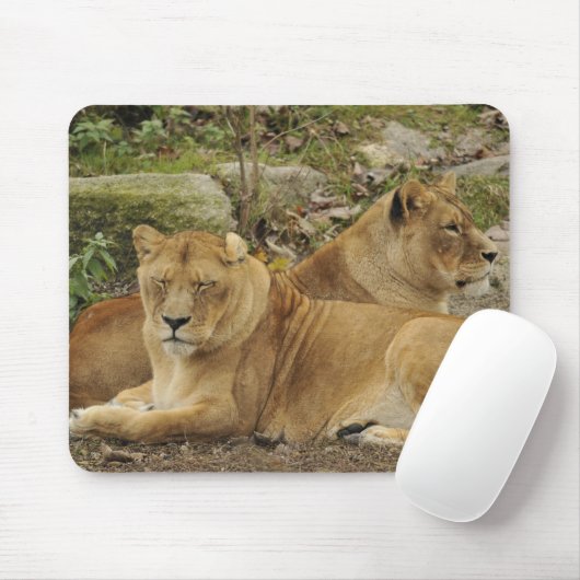 Löwin mousepad (Mit Mouse)