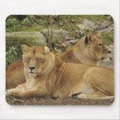 Löwin mousepad (Vorne)