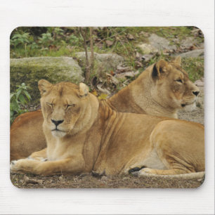 Löwin mousepad