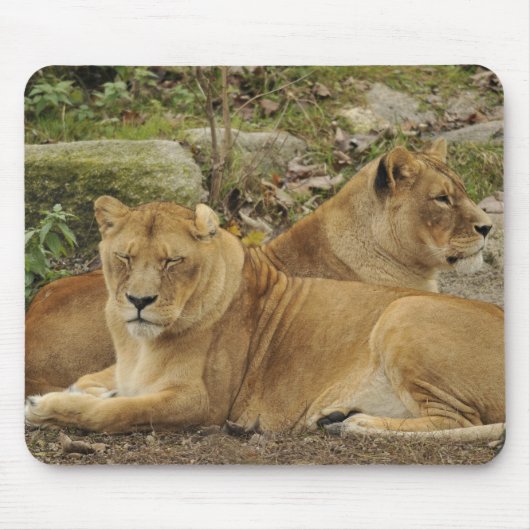 Löwin mousepad (Vorne)