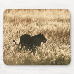 Löwin (Panthera Löwe) silhouettiert im langen Gr Mousepad