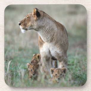 Löwin (Panthera Löwe) und Junge, Masais Mara Getränkeuntersetzer