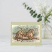Löwin und CUB, Felis Löwe Postkarte (Stehend Vorderseite)