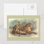 Löwin und CUB, Felis Löwe Postkarte (Vorne/Hinten)