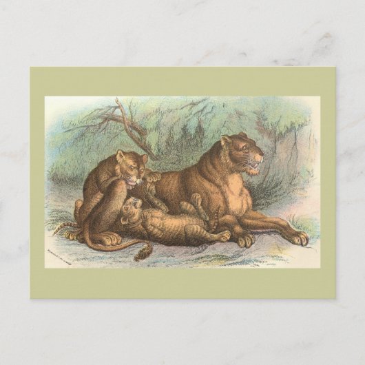 Löwin und CUB, Felis Löwe Postkarte (Vorderseite)