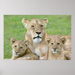 Löwin und zwei Junge, Ostafrika, Tansania, Poster